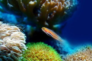 How Much Light Do Corals Need? (With Detailed Schedules).