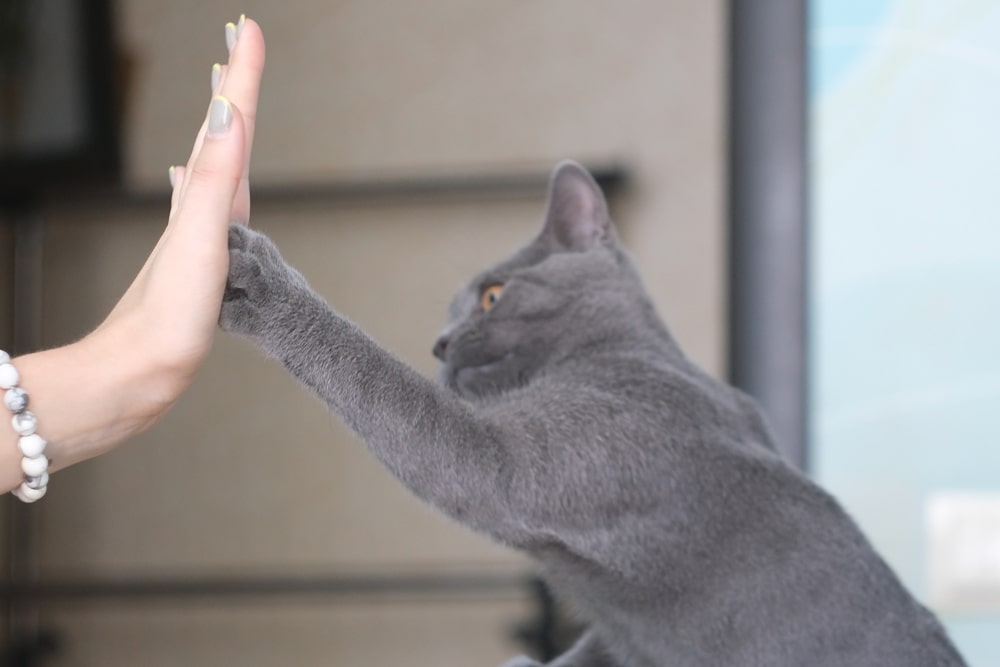 How to teach a cat the "Shake Paw" command