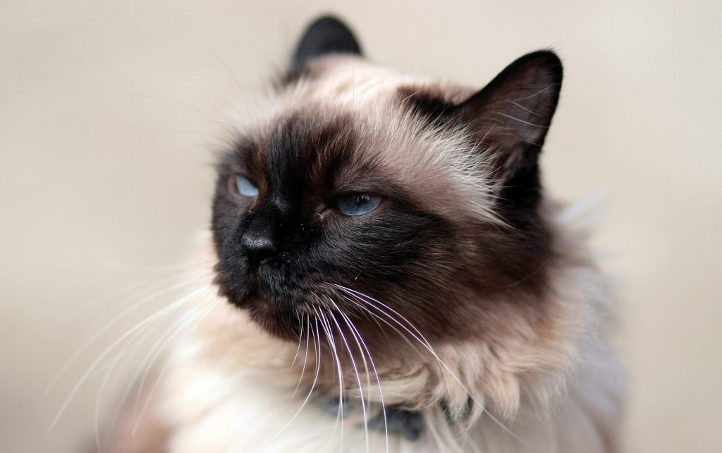 How to teach a cat to give a paw?