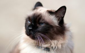 How to teach a cat to give a paw?