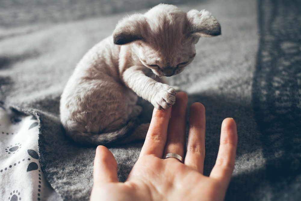 How to Teach a Cat to Give Paw