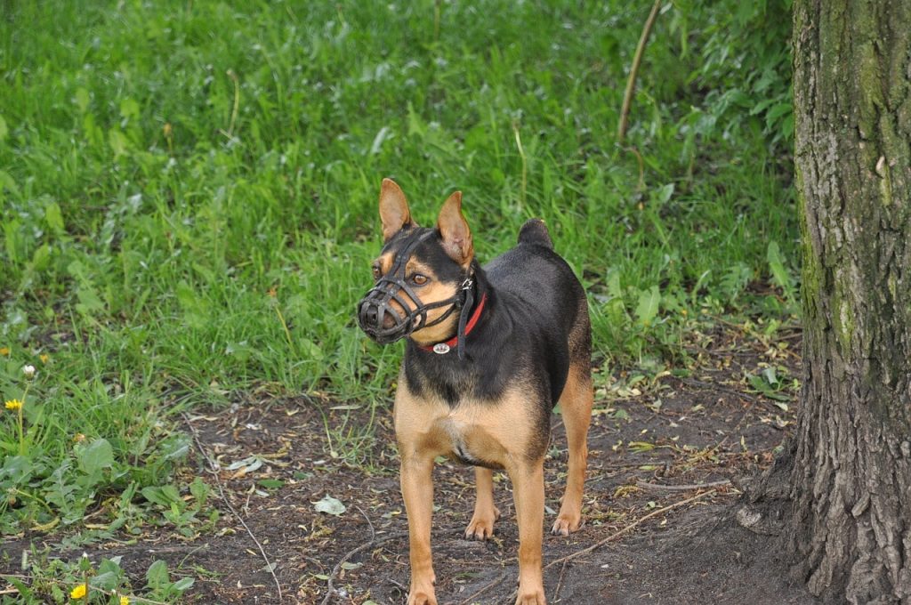 How to train a dog to wear a muzzle?