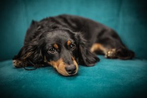 Vestibular Disease in Dogs.