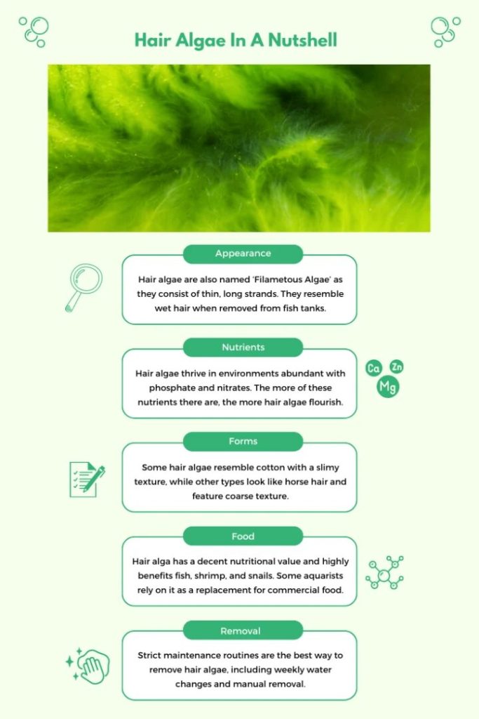 infographic of hair algae