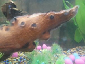 Jelly-Like Substance In Fish Tanks: What Is It & How To Remove It.