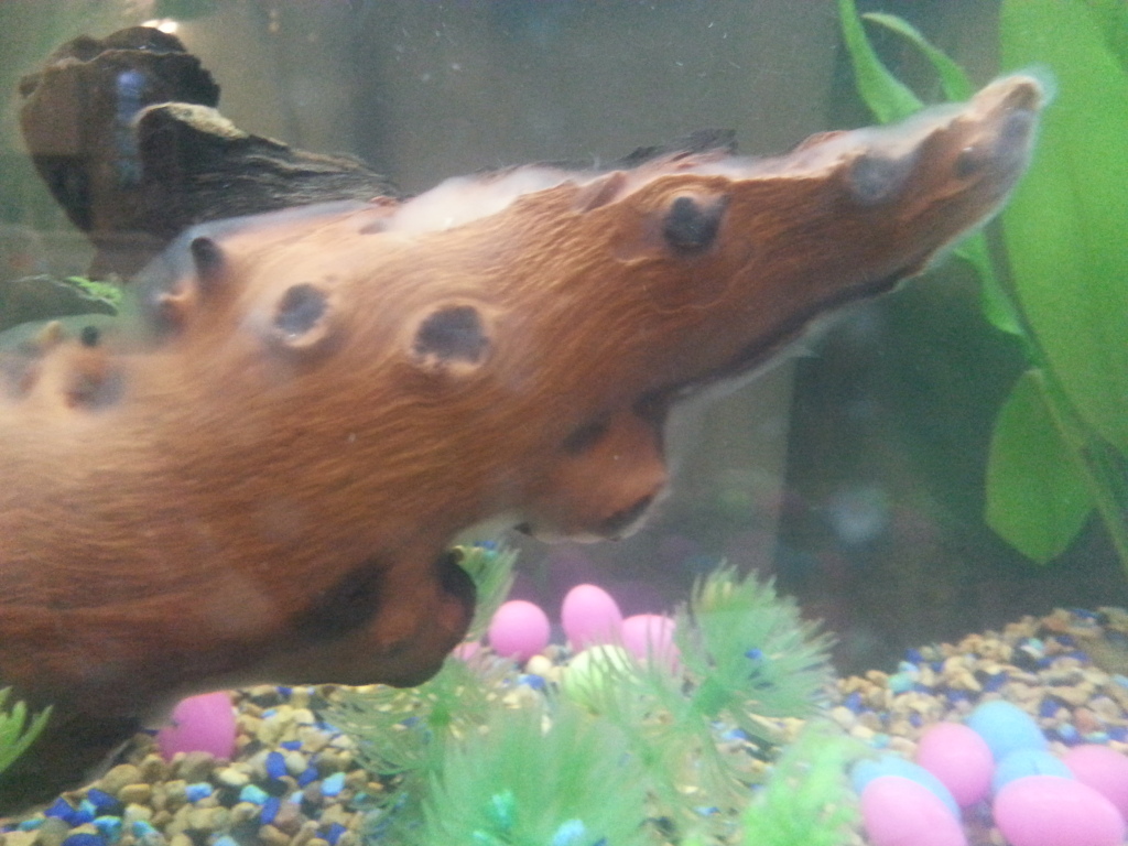 Jelly-Like Substance In Fish Tanks: What Is It & How To Remove It.