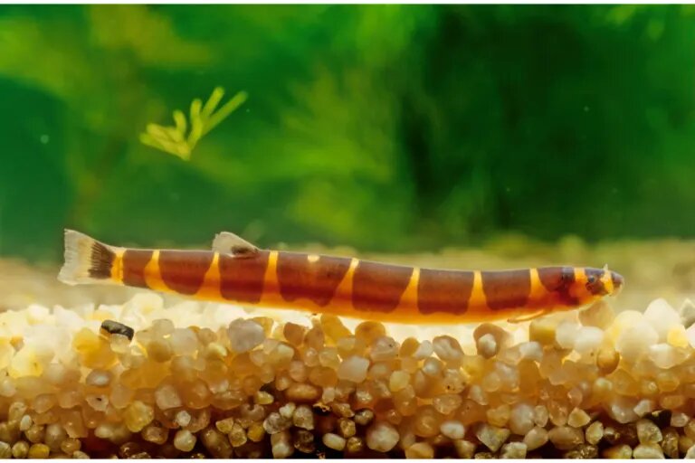 kuhli loach