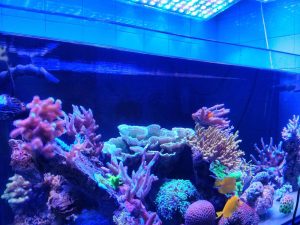 Can You Leave Blue Lights On All Night In A Fish Tank?