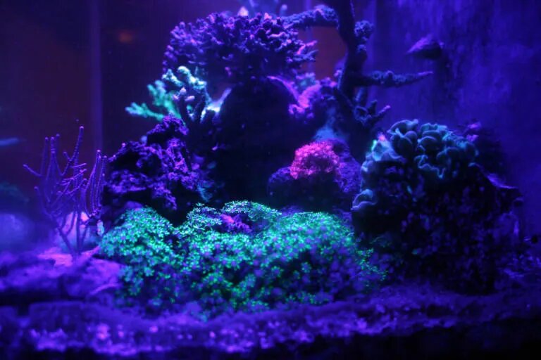 light color for coral