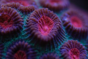 Does Light Affect Coral Growth? (With Real Examples).