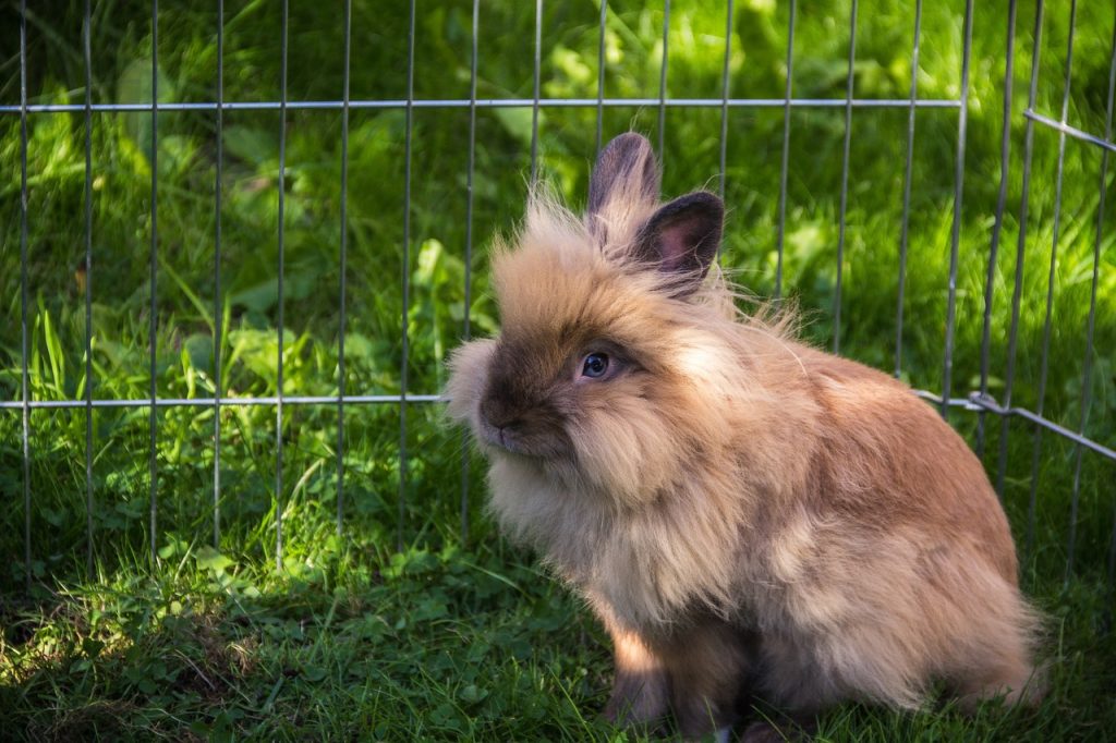 How to Care for a Pet Lionhead Rabbit?