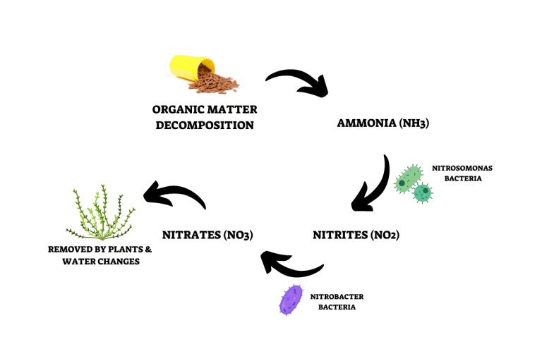 nitrogen cycle