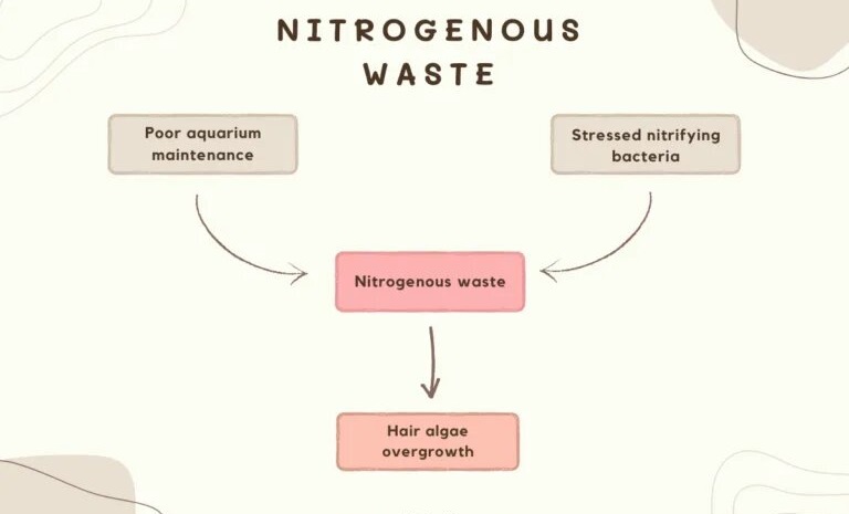 nitrogenous waste and hair algae