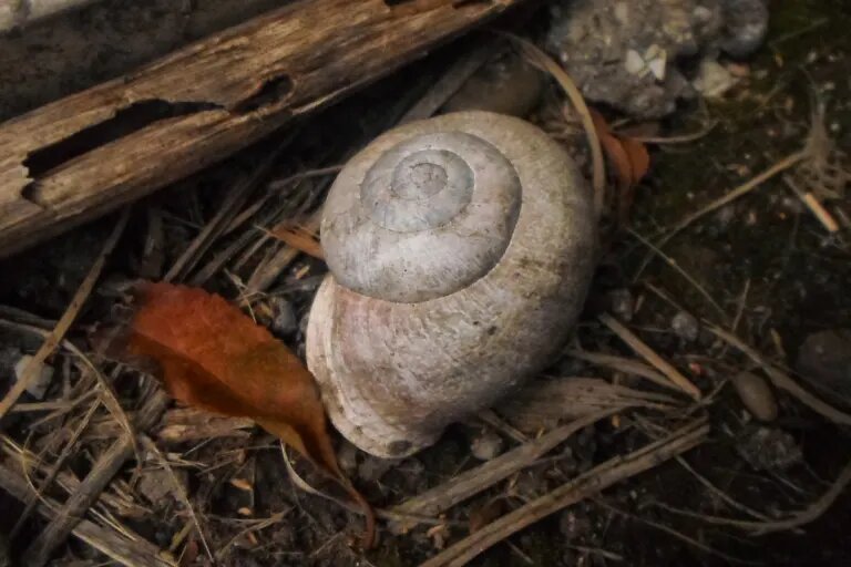 old snail shell