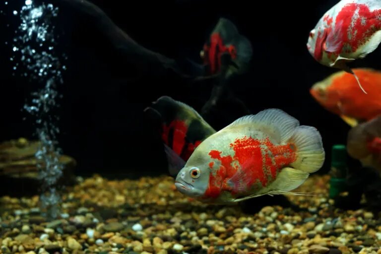 oscar fish
