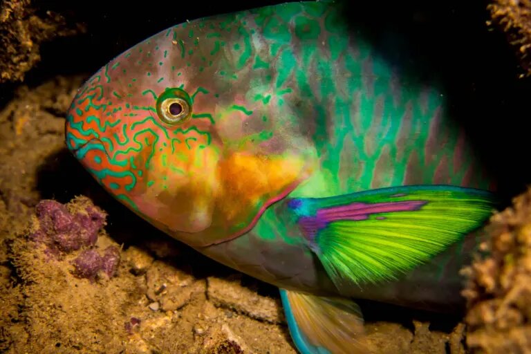 parrot fish shelter