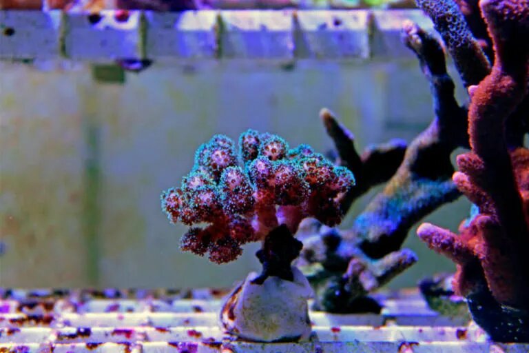 pocillopora damicornis