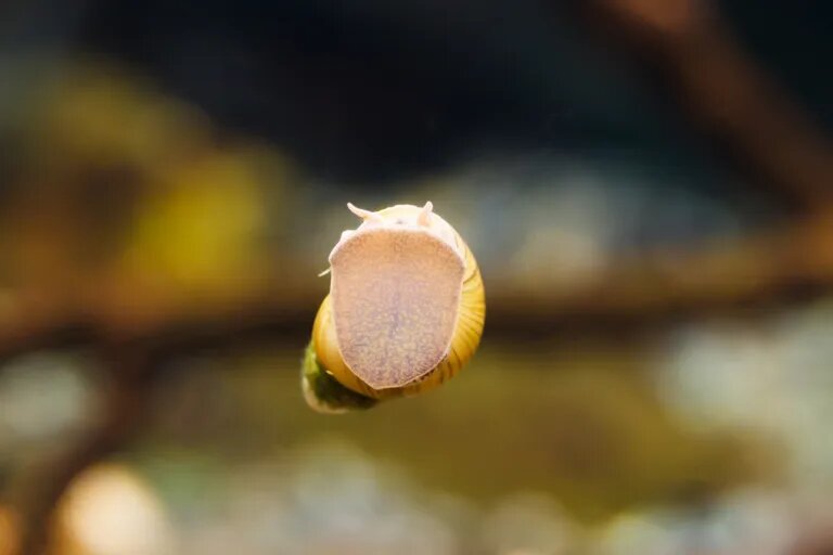 pond snail
