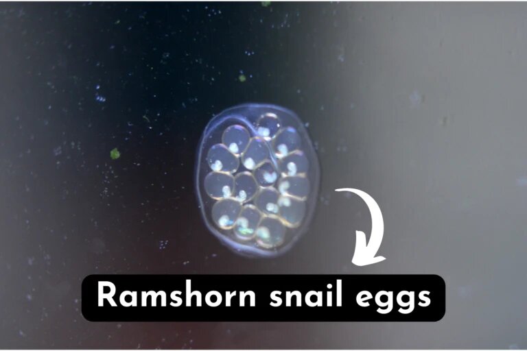 ramshorn snail eggs