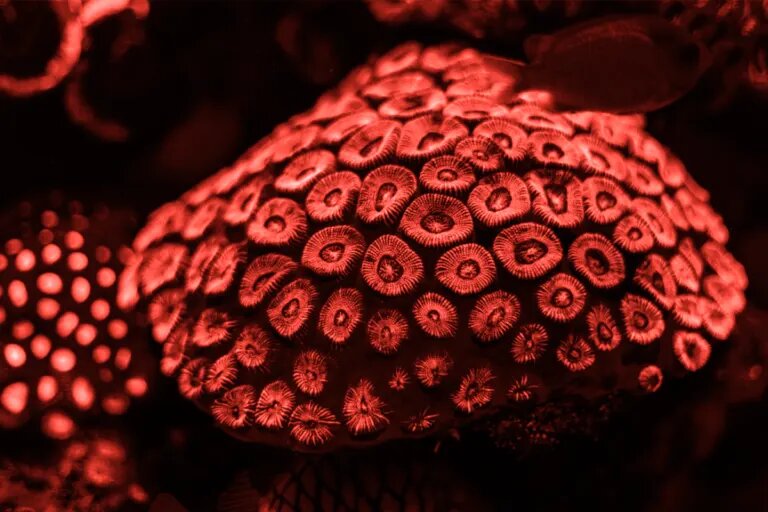 red light coral