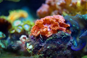 Is Red Light Good For Corals? Do They Actually Need It?