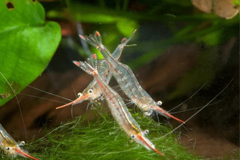 red nose shrimp