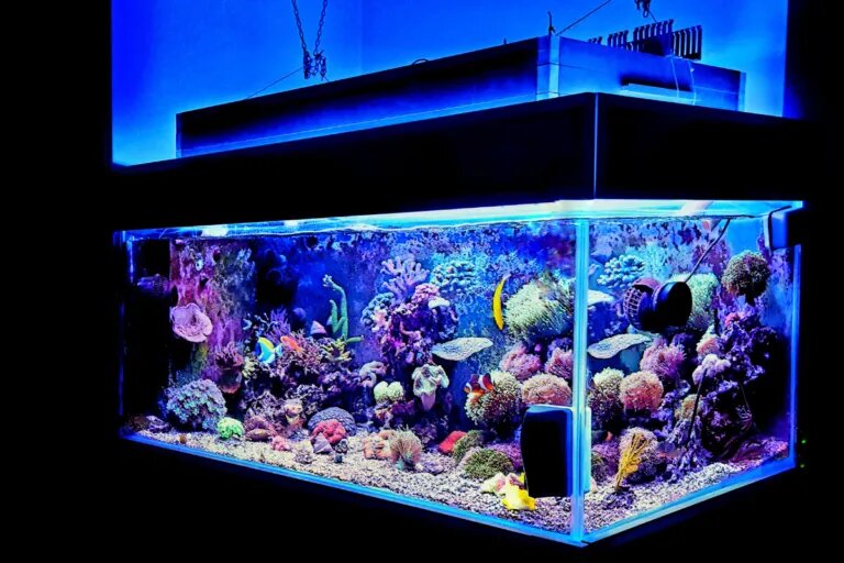 reef tank blue lights