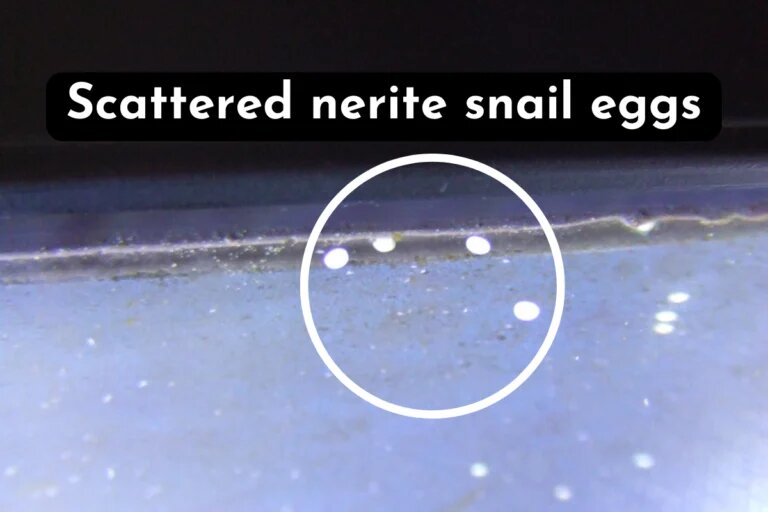 scattered nerite snail eggs