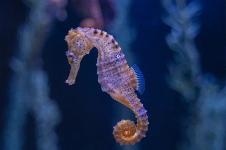 seahorse blue light