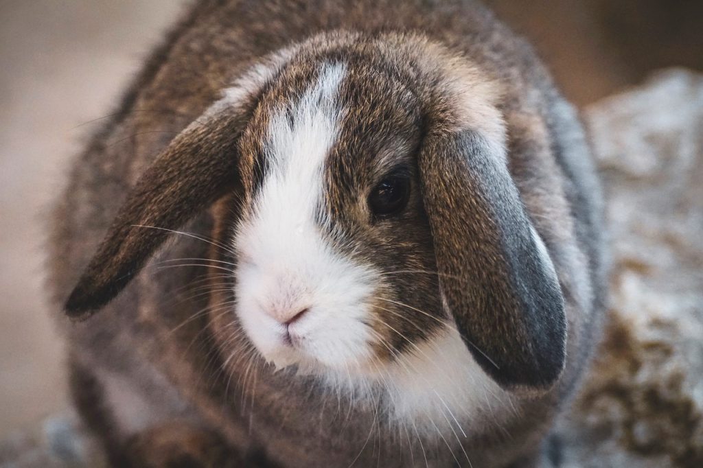 Seizures in Rabbits.