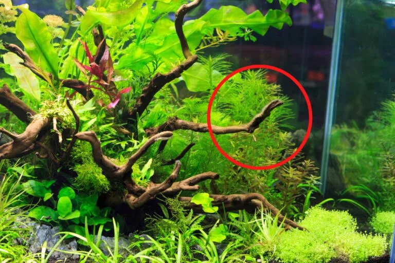 sharp plant aquarium
