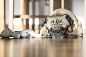 Should You Leave Dog Toys Out All The Time? (Answered By Trainer).