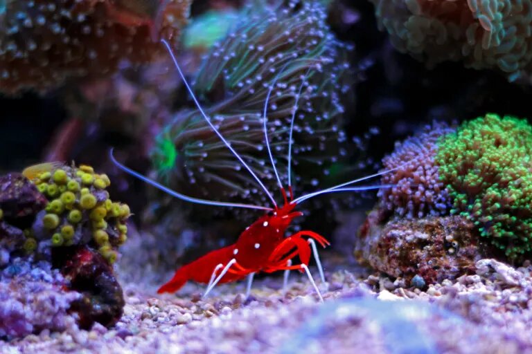 shrimp in coral reef aquarium