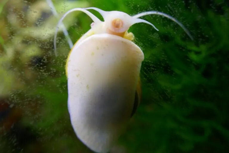 snail cleaning aquarium glass