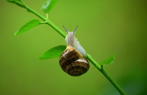 Why Is My Snail Eating Its Shell? (& What To Do About It).