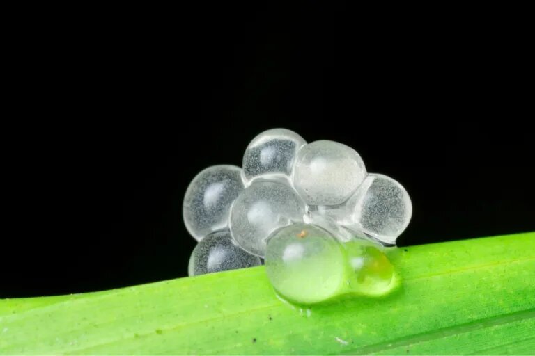 snail eggs