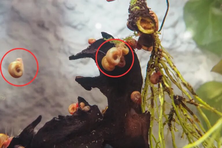 snail falling in aquarium