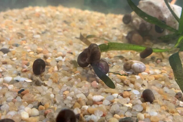 snail in my aquairum