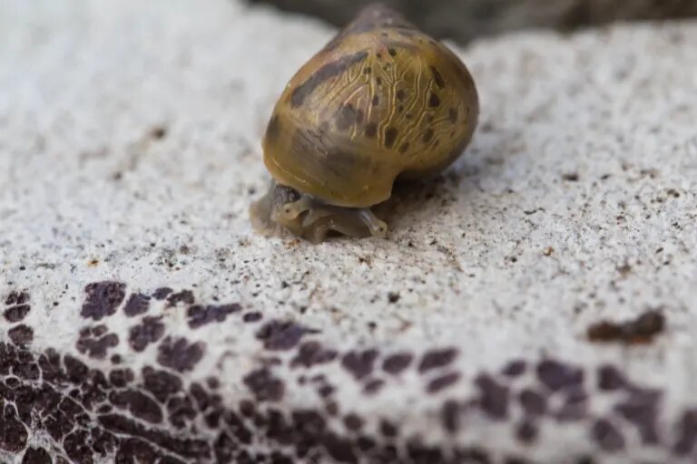 snail in substrate