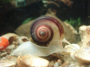 Why Is My Snail Not Eating? (And What To Do About It).