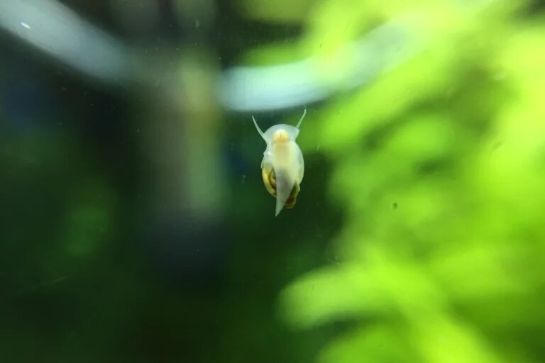 snail on glass