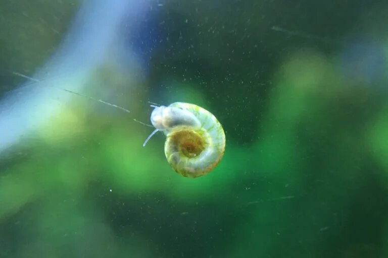 snail on glass