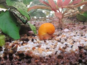 Why Is My Snail On Its Side? (With 5 Practical Solutions).