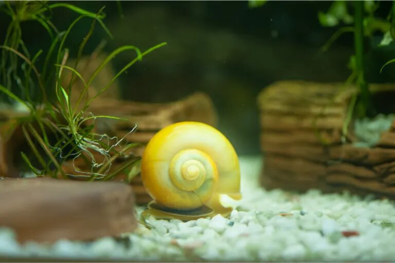 snail on substrate