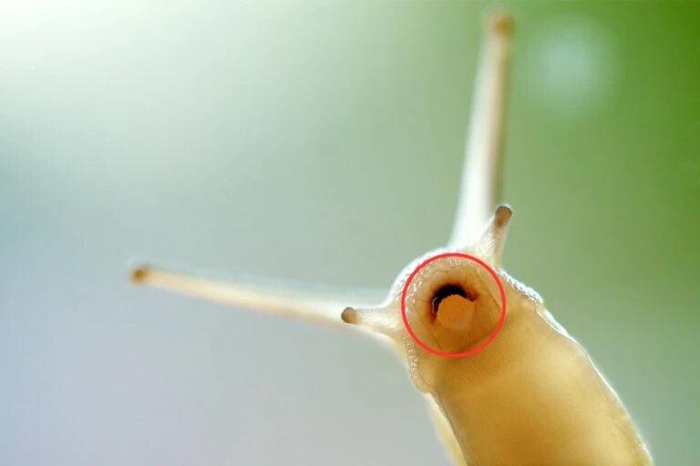 snail teeth