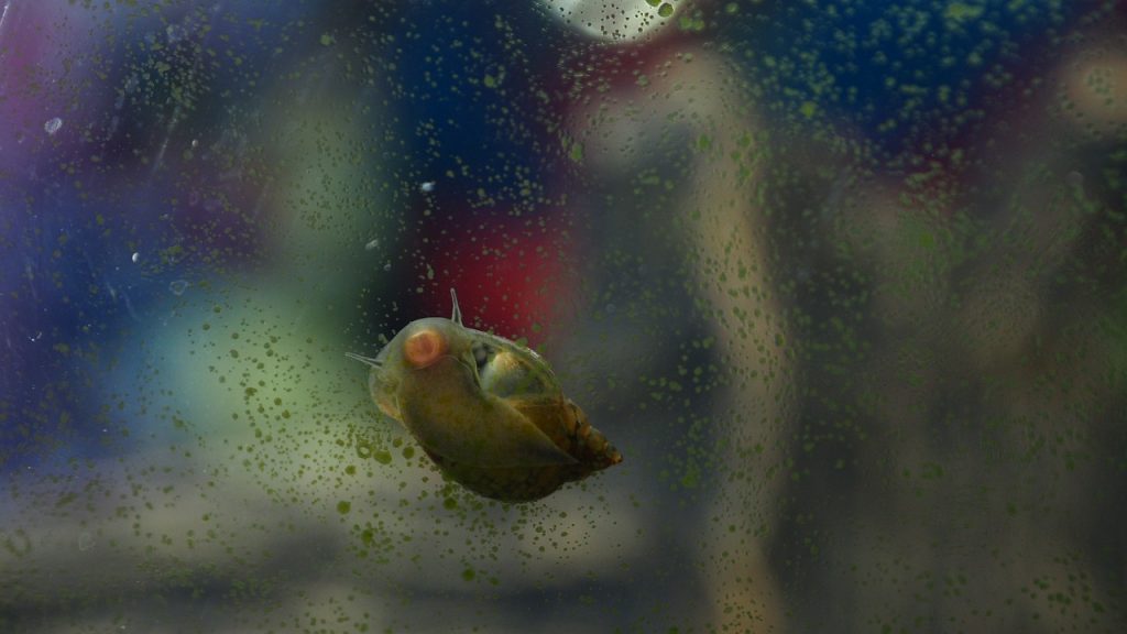 Why Is My Snail At The Top Of The Tank? (7 Surprising Facts).
