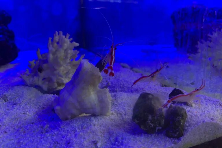 three shrimp blue light