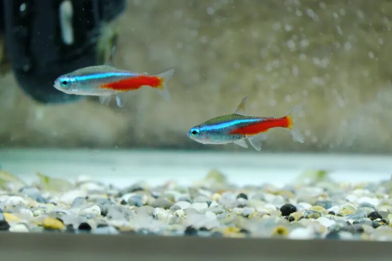 two neon tetras