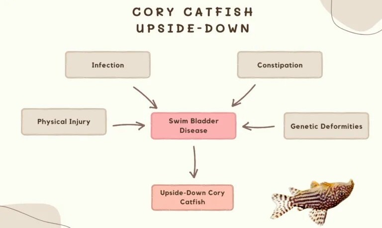 upside down cory catfish