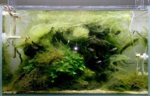 What Are Hair Algae? (Appearance, Early Signs, Types & More).